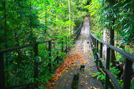 绿色亚洲泰国丛林