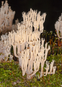 珊瑚蘑菇