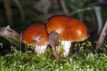 真菌 医疗保健 成人 生长 季节 颜色 自然 植物 地区