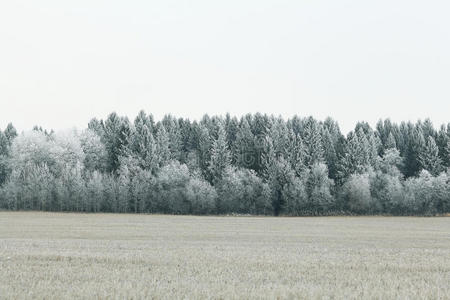 雪林