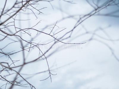 光秃秃的树枝图片