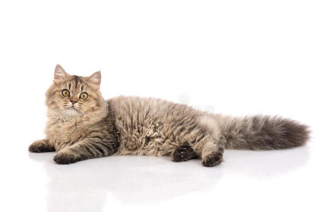 波斯语 毛皮 美丽的 动物 猫科动物 演播室 小猫 波斯