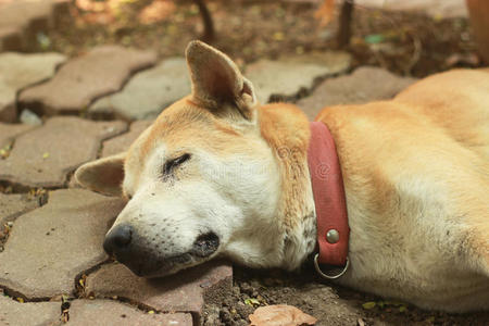 狗死一只可怜的狗死在地板上照片