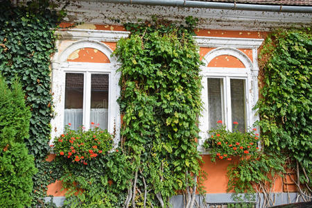 古老的 灰泥 毁了 窗户 天竺葵 绝缘 植物 房子 建筑学