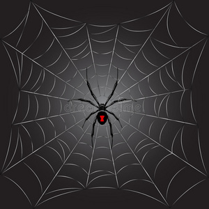 网上黑蜘蛛照片