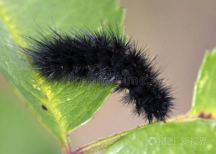 黑色毛毛虫。照片-正版商用图片1ubmmp-摄图新视界