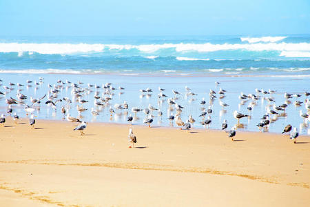 生活 波浪 自然 海洋 大西洋 海滩 海鸥 近的