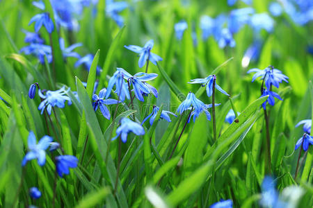 野生蓝花