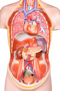 人体躯干人工人体躯干器官模型照片