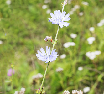 菊苣花