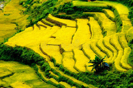 越南延白木仓寨梯田上的稻田。