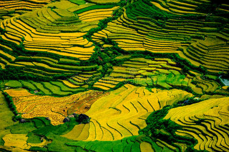 越南延白木仓寨梯田上的稻田。