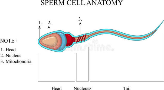 精子细胞的结构