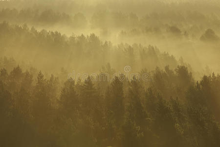 朦胧 黎明 公园 树叶 季节 幻想 环境 风景 自然 早晨