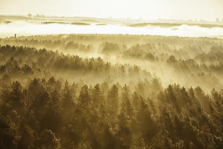 森林 松木 魔术 黎明 季节 公园 落下 分支 环境 早晨