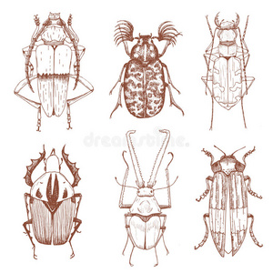 蚊子 新的 时尚 蚂蚁 甲虫 喜欢 蜻蜓 偶像 动物 蜜蜂
