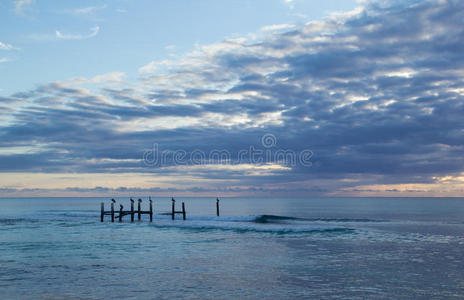 紫色 黎明 风景 沙漠 玫瑰 被遗弃的 海岸线 早晨 海鸥