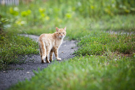 照相机 偷看 动物 感情 生活 小猫 粗鲁 人类 形象 无家可归