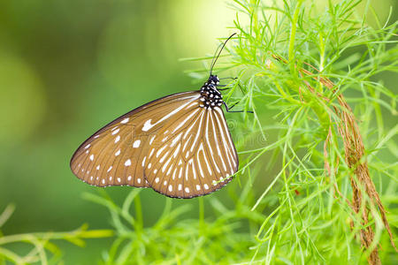 自然 花粉 眼睛 季节 日光 蝴蝶 君主 春天 喂养 树叶
