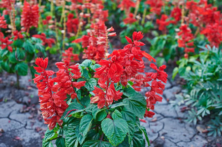 鼠尾草花图片-鼠尾草花素材-鼠尾草花插画-摄图新视界