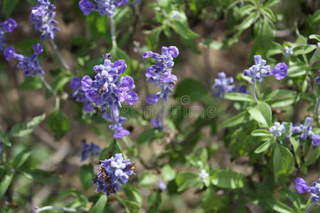 紫色 花的 植物区系 花园 美丽的 多年生植物 自然 领域