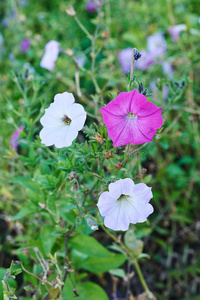 彩色牵牛花