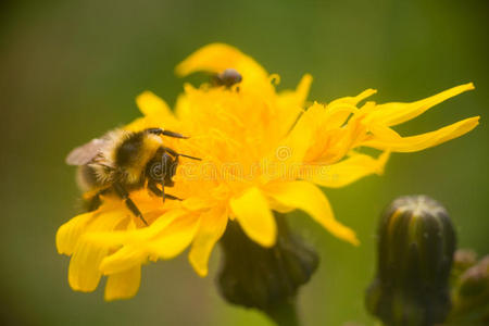 蜜蜂 毛茸茸的 花粉 授粉 大黄蜂 昆虫 蜂蜜 天线 花园