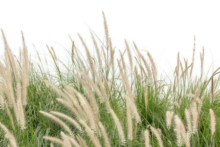 白茅草图片-白茅草素材-白茅草插画-摄图新视界