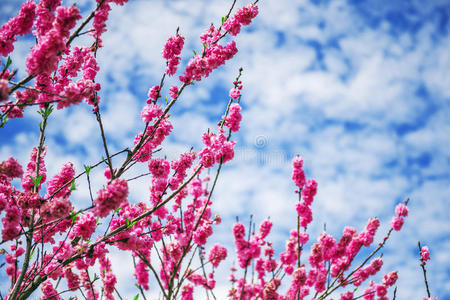 花园里的花