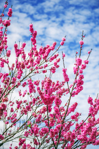 花园里的花