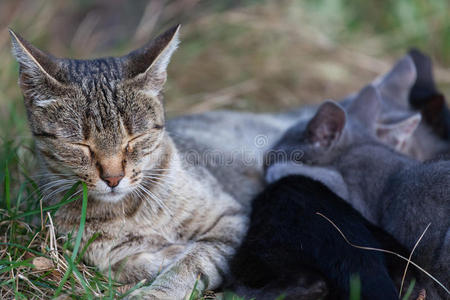 猫在护理她的小猫