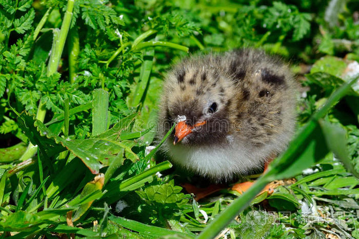 英国法恩群岛自然保护区北极燕鸥雏鸟