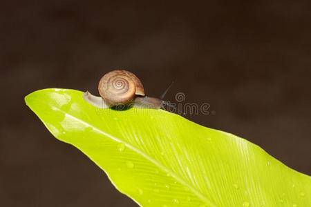 煤泥 生态学 无脊椎动物 特写镜头 爬行 蜗牛 生物 螺旋线