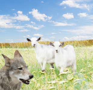 犬科动物 宠物 危险 领域 自然 草坪 放牧 山羊 侵略