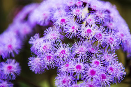 花园里的花