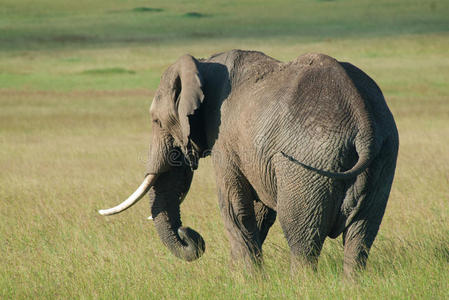 一头公牛大象独自在马赛马拉，非洲肯尼亚