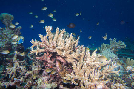 曼塔 水肺 马尔代夫 天使 海的 潜水 生活 水族馆 蝴蝶