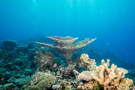 蝴蝶 环礁 生活 射线 水族馆 打鼾 珊瑚 泻湖 动物 美丽的