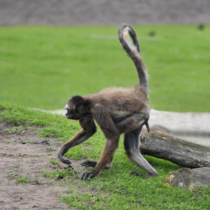 阿特莱斯长毛蜘蛛猴照片