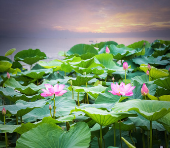 风景 和平 梦想 植物学 开花 花瓣 植物区系 小夜曲 公园