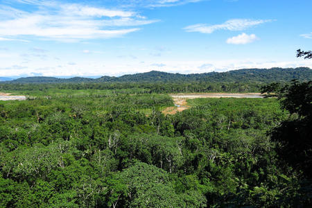 亚马逊森林