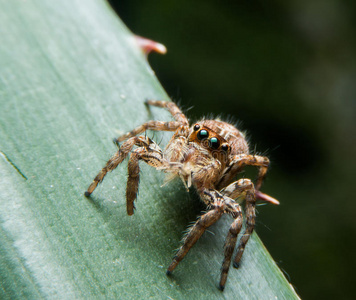昆虫的尸体蜘蛛照片