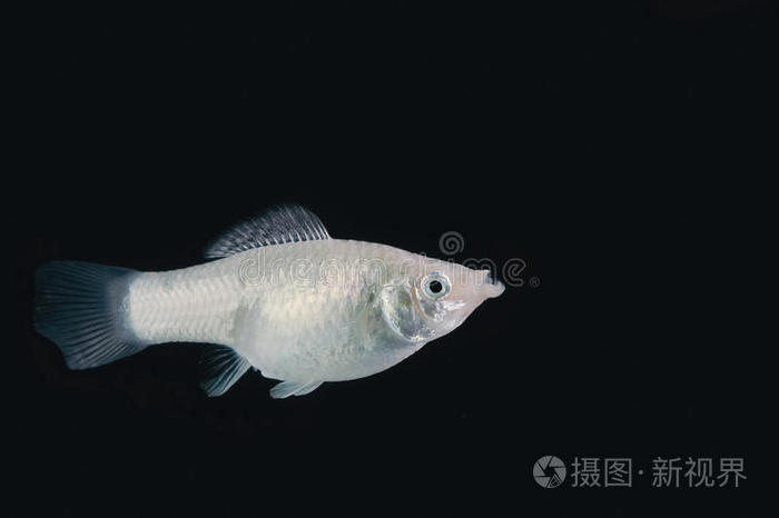 坦克 水族馆 特写镜头 动物 自然 剑尾鱼 剑突 宠物 淡水