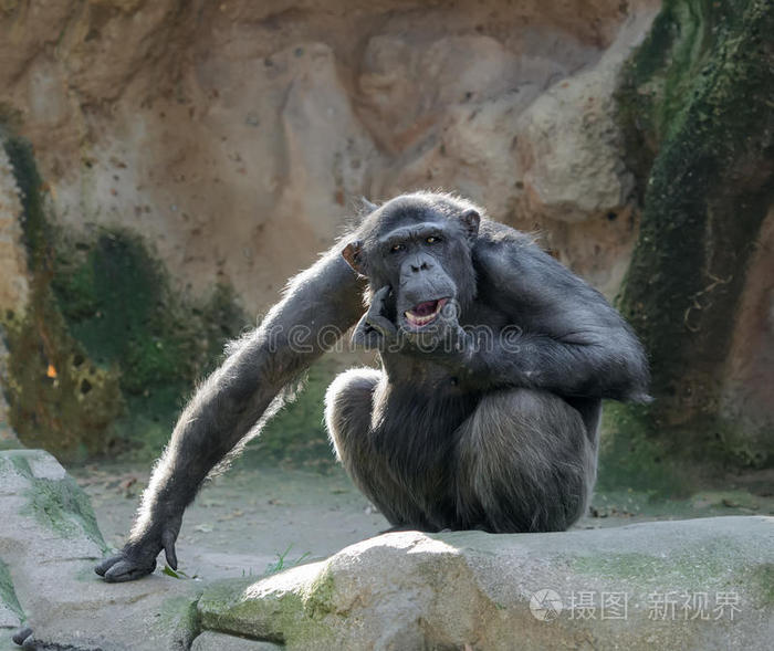 黑猩猩抓下巴