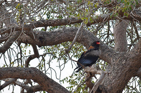 非洲鹰栖息在树上