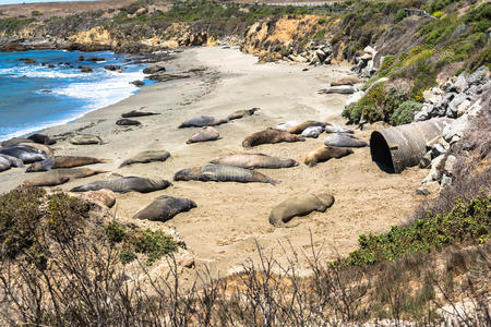 加州圣西蒙海滩上的大象海豹