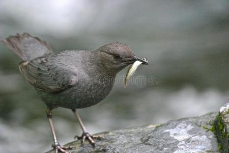 饲料 西北 渔夫 峡谷 下陷 边缘 森林 食物 海岸 钓鱼