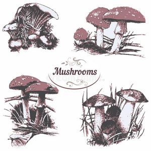 植物 帽子 卡通 绘画 食物 牛肝菌 真菌 森林 图画 概述