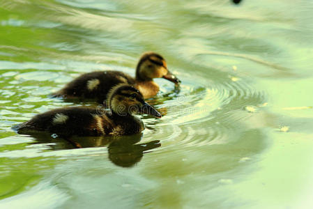 动物 飞行 绿头鸭 迁移 摄影 天空 池塘 公园 运动 寒冷的