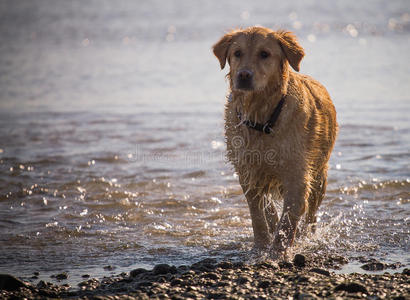 金色猎犬在海滩上享受